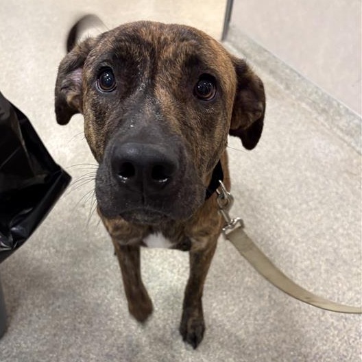 Shelter Stray Female Dog last seen , 8464 Beach Blvd, Jacksonville, FL 32216, USA