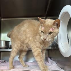 Shelter Stray Male Cat last seen , 54687 Co Rd 19, Bristol, IN 46507, USA