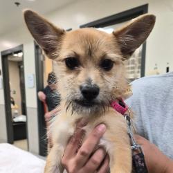 Shelter Stray Male Dog last seen , 8464 Beach Blvd, Jacksonville, FL 32216, USA