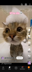 Lost Female Cat last seen Near Schofield avenue Indianapolis Indiana 46228, Indianapolis, IN 46218