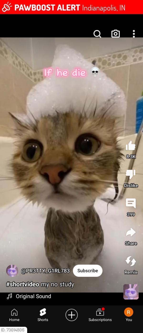 Lost Female Cat last seen Near Schofield avenue Indianapolis Indiana 46228, Indianapolis, IN 46218