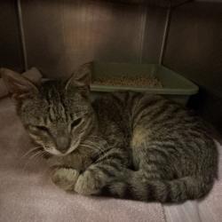 Shelter Stray Male Cat last seen , 54687 Co Rd 19, Bristol, IN 46507, USA