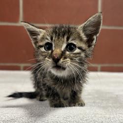 Shelter Stray Female Cat last seen , 2951 S 1st St, Cabot, AR 72023, USA