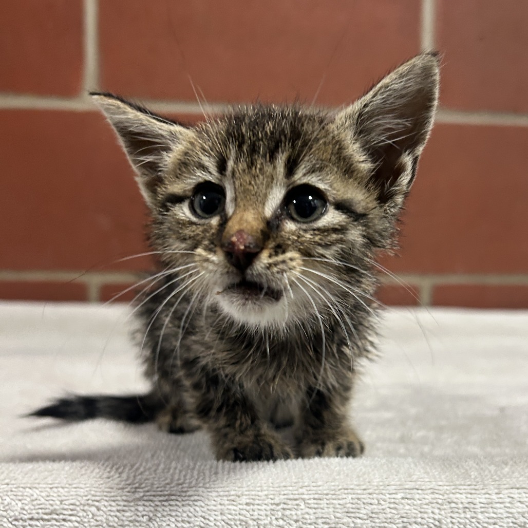 Shelter Stray Female Cat last seen , 2951 S 1st St, Cabot, AR 72023, USA