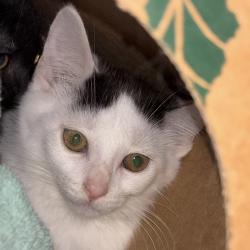 Shelter Stray Female Cat last seen , 54687 Co Rd 19, Bristol, IN 46507, USA