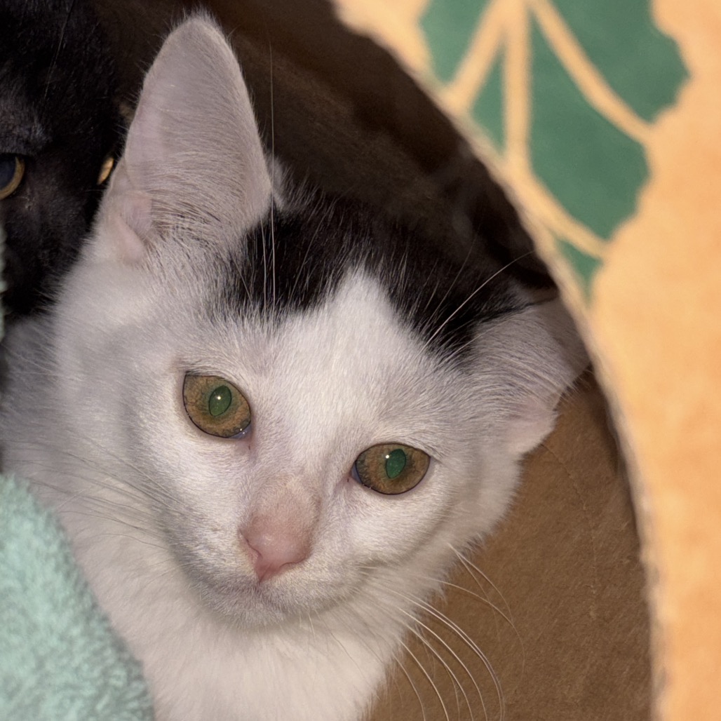 Shelter Stray Female Cat last seen , 54687 Co Rd 19, Bristol, IN 46507, USA