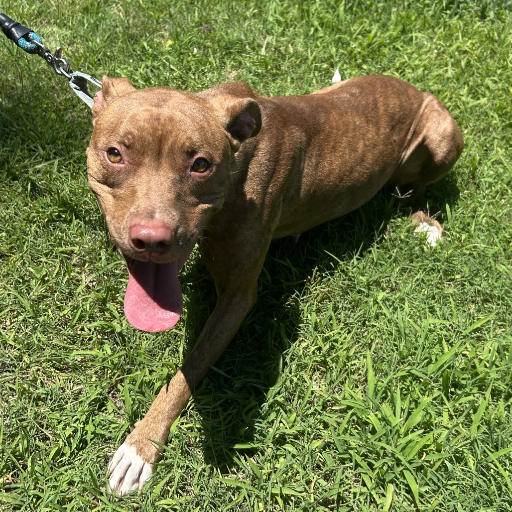 Shelter Stray Female Dog last seen , 2951 S 1st St, Cabot, AR 72023, USA