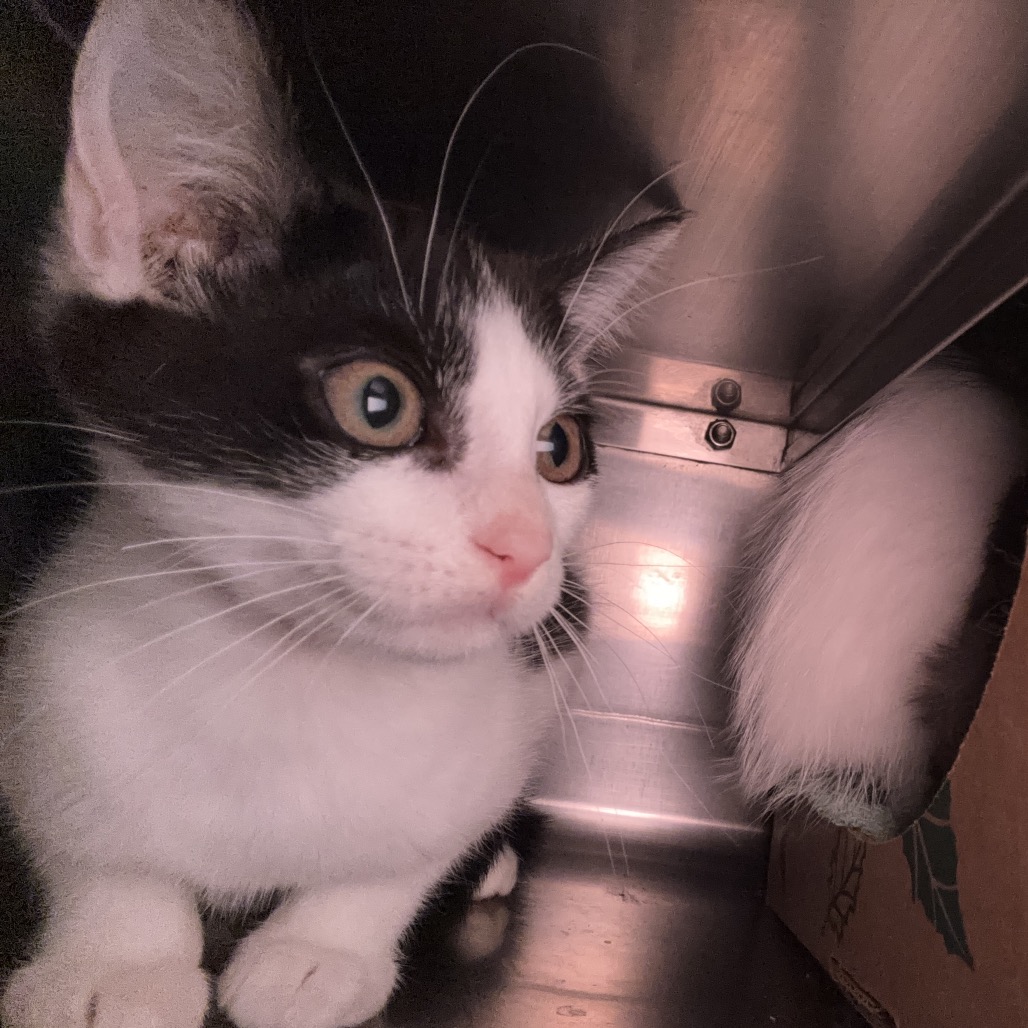 Shelter Stray Female Cat last seen , 54687 Co Rd 19, Bristol, IN 46507, USA