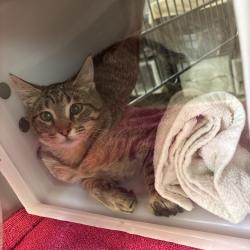 Shelter Stray Unknown Cat last seen , 54687 Co Rd 19, Bristol, IN 46507, USA