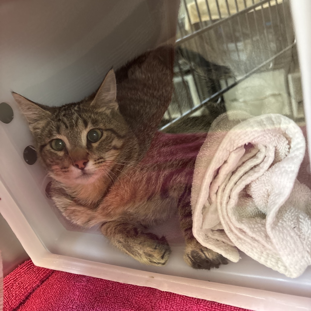Shelter Stray Unknown Cat last seen , 54687 Co Rd 19, Bristol, IN 46507, USA