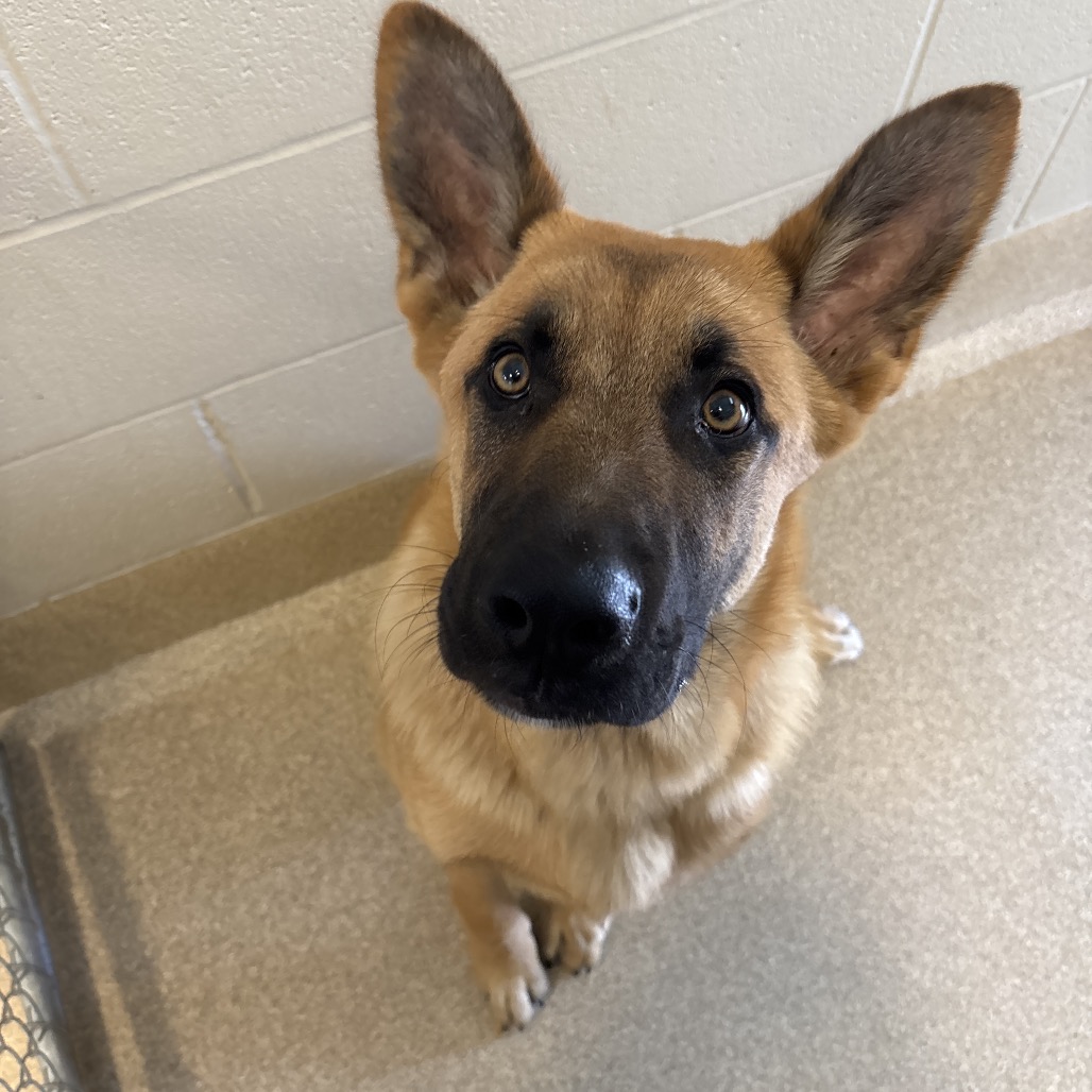 Shelter Stray Male Dog last seen , 54687 Co Rd 19, Bristol, IN 46507, USA
