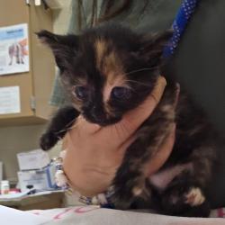 Shelter Stray Female Cat last seen , 54687 Co Rd 19, Bristol, IN 46507, USA