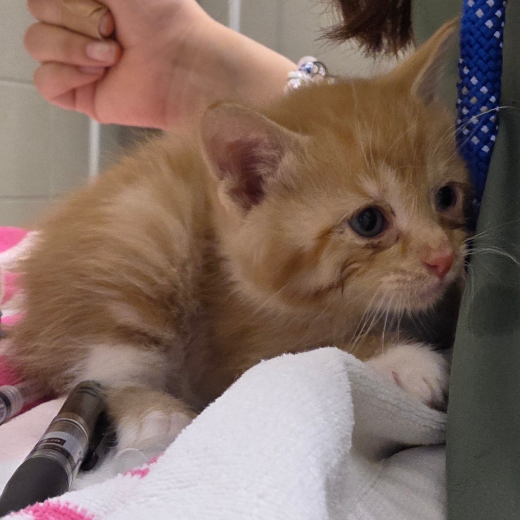 Shelter Stray Male Cat last seen , 54687 Co Rd 19, Bristol, IN 46507, USA