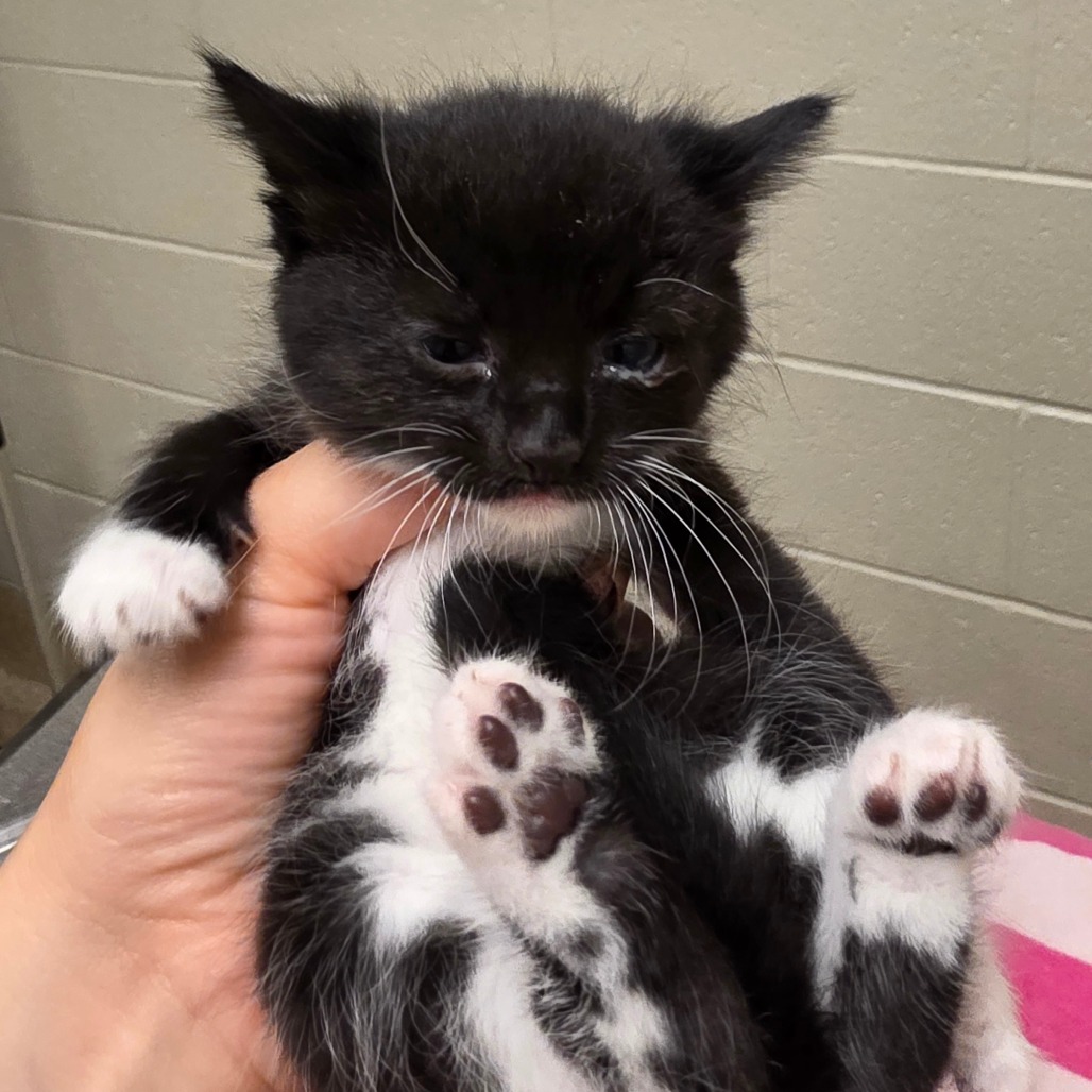 Shelter Stray Female Cat last seen , 54687 Co Rd 19, Bristol, IN 46507, USA