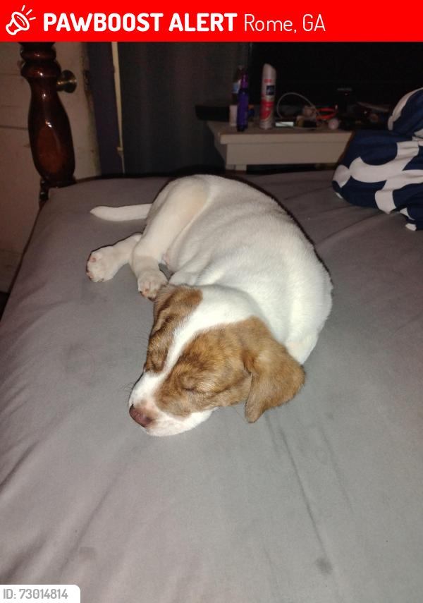 Lost Male Dog last seen East Rome Maple Rd near the Sunoco gas station, Rome, GA 30161