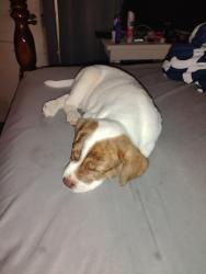 Lost Male Dog last seen East Rome Maple Rd near the Sunoco gas station, Rome, GA 30161