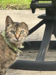 Lost Female Cat last seen Lakeshore Dr, Mesquite TX 75149, Mesquite, TX 75149