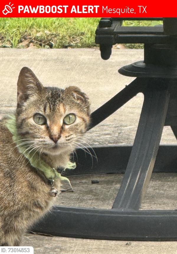 Lost Female Cat last seen Lakeshore Dr, Mesquite TX 75149, Mesquite, TX 75149