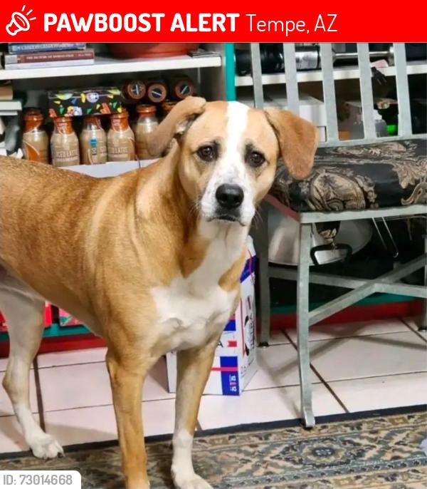 Lost Female Dog last seen McClintock Highschool, Tempe, AZ 85282