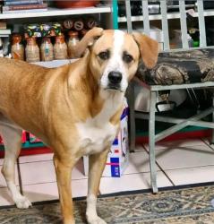 Lost Female Dog last seen McClintock Highschool, Tempe, AZ 85282