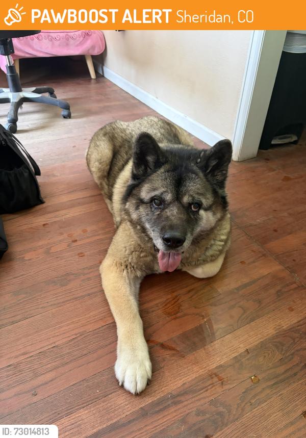 Found/Stray Unknown Dog last seen Eliot St , Sheridan, CO 80110