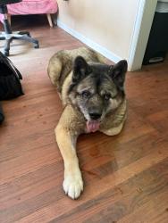 Found/Stray Unknown Dog last seen Eliot St , Sheridan, CO 80110