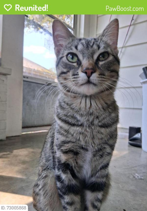 Reunited Male Cat last seen Near ranch rd 1869, Liberty Hill, TX 78642