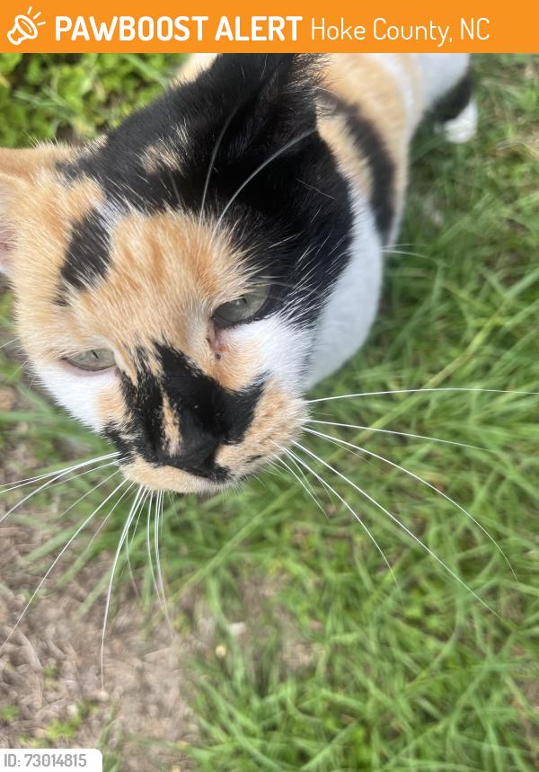 Found/Stray Female Cat last seen Stoney Point and Lindsey rd , Hoke County, NC 28376
