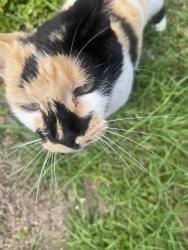 Found/Stray Female Cat last seen Stoney Point and Lindsey rd, Hoke County, NC 28376