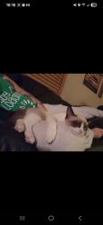 Reunited Male Cat last seen 90th street sturtevant , Sturtevant, WI 53177