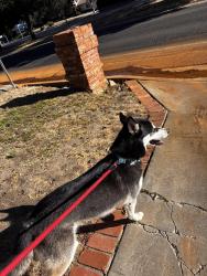 Reunited Male Dog last seen Mulholland road and old topanga canyon, Calabasas, CA 90290