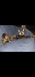 Reunited Female Cat last seen Bridge Rd Collegeville , Collegeville, PA 19426