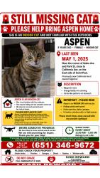 Lost Female Cat last seen Sons of Jacob Cemetery in St. Paul, Minnesota, Saint Paul, MN 55130