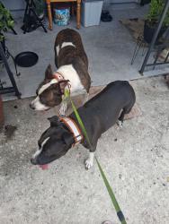 Reunited Unknown Dog last seen found near east main street near lucky food mart, Lakeland, FL 33801
