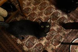Lost Male Cat last seen Near island ave, San Diego, CA 92102