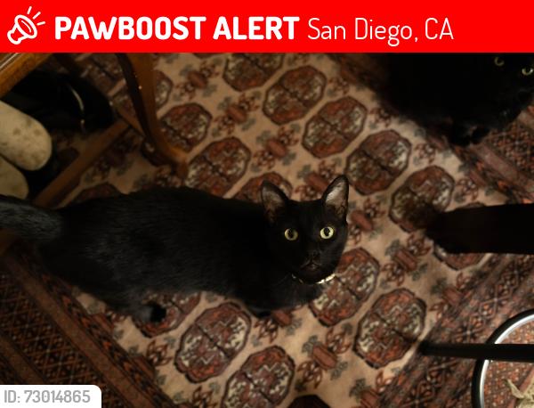 Lost Male Cat last seen Near island ave, San Diego, CA 92102