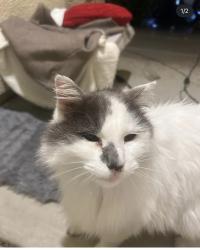 Reunited Female Cat last seen Whitelock parkway and swordfish cir, Elk Grove, CA 95757