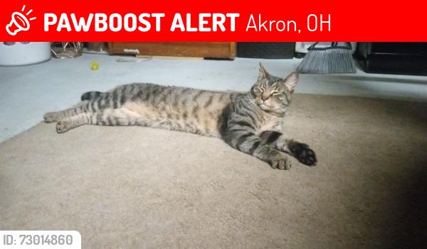 Lost Male Cat last seen Brittain Rd and Ottawa Ave, Akron, OH 44305