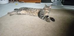 Lost Male Cat last seen Brittain Rd and Ottawa Ave, Akron, OH 44305