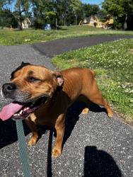 Reunited Female Dog last seen Germantown pike and trooper road, Fairview Village, PA 19403