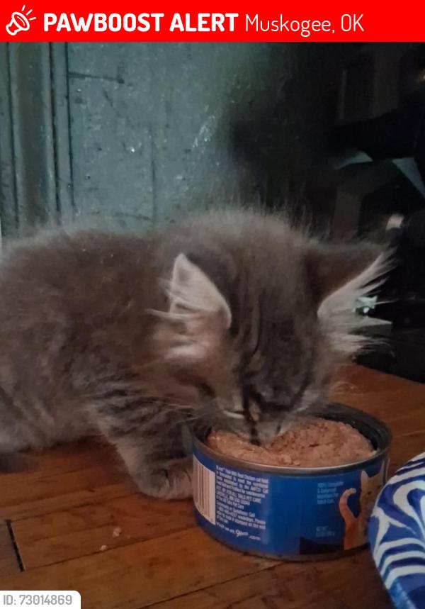 Lost Male Cat last seen 2506southcherokeestreet, Muskogee, OK 74403