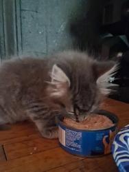 Lost Male Cat last seen 2506southcherokeestreet, Muskogee, OK 74403