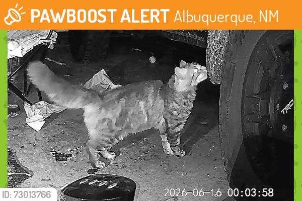 Found/Stray Unknown Cat last seen Menaul and 6th, Albuquerque, NM 87107