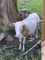 Lost Female Other last seen Coon hollow rd , Conroe, TX 77306