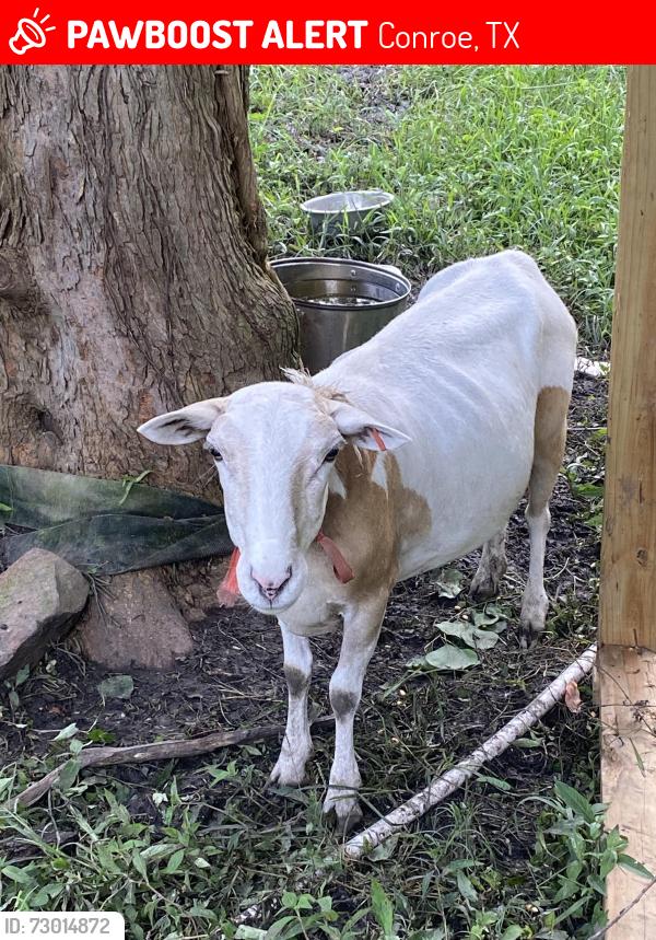 Lost Female Other last seen Coon hollow rd , Conroe, TX 77306
