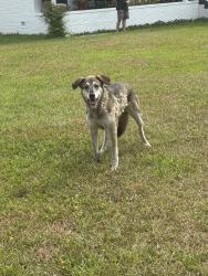 Found/Stray Female Dog last seen Lansdowne neighborhood, Wilmington, NC 28409