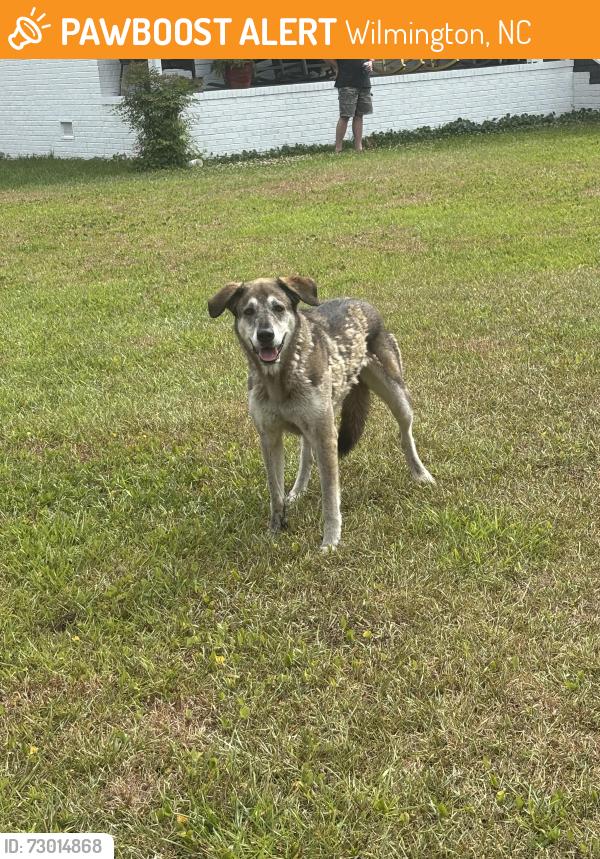 Found/Stray Female Dog last seen Lansdowne neighborhood, Wilmington, NC 28409