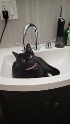 Reunited Female Cat last seen 207st and Decatur Ave, The Bronx, NY 10458