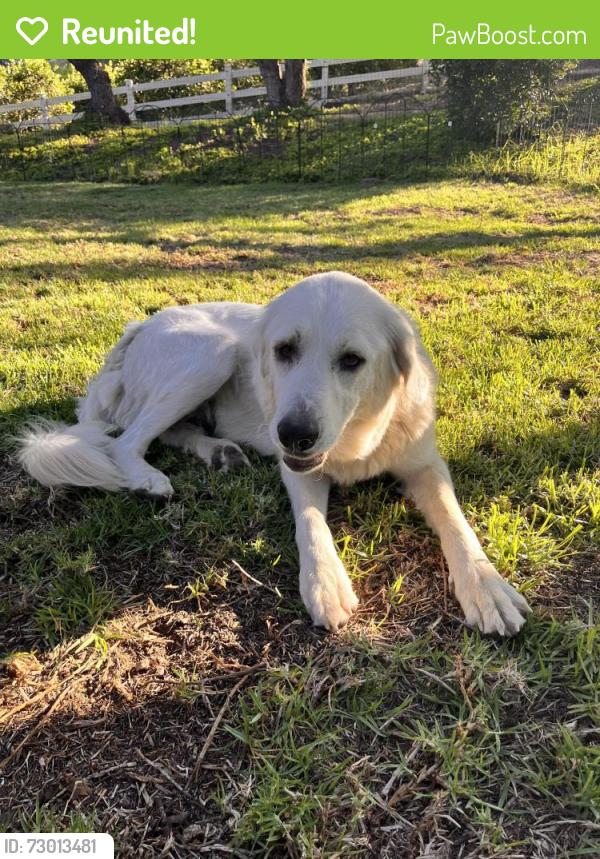Reunited Female Dog last seen Bradley Road & Solano Verde Dr, Ventura County, CA 93066