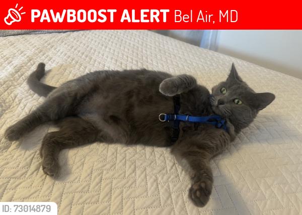 Lost Female Cat last seen Near Tobin Xing, Bel Air, MD 21015—Royal Gas station, Bel Air, MD 21015